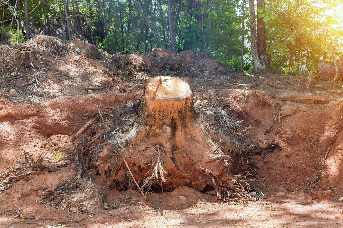 Essouchage dessouchement d'arbre