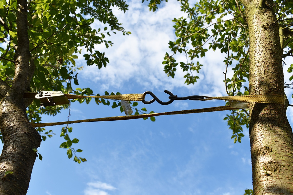 haubanage d'arbre