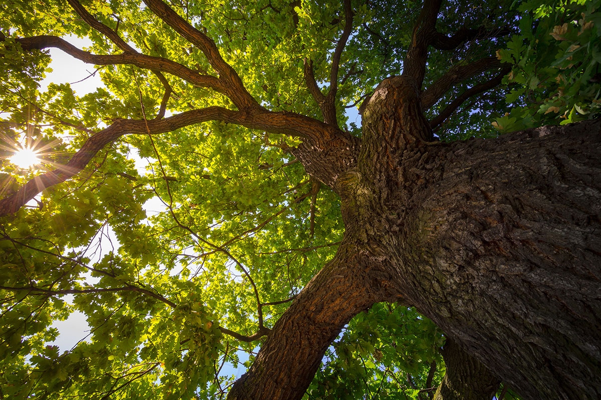 maladie d'arbre diagnostic