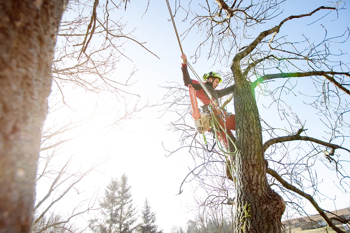 service d'arbre